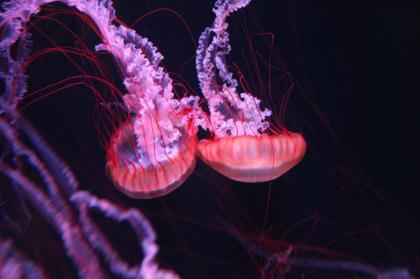 抖音霸气句子女生版